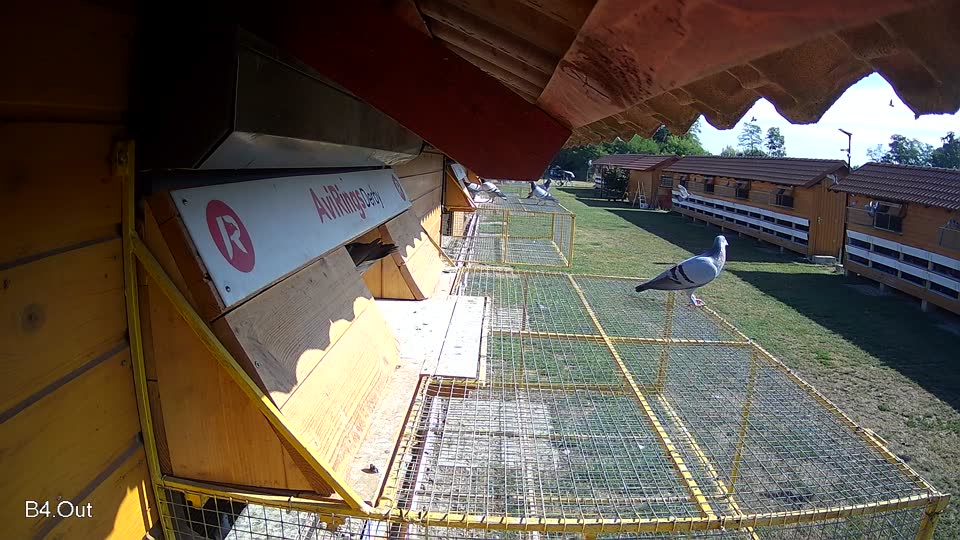 Pigeon Arrival Image For Race Race 2