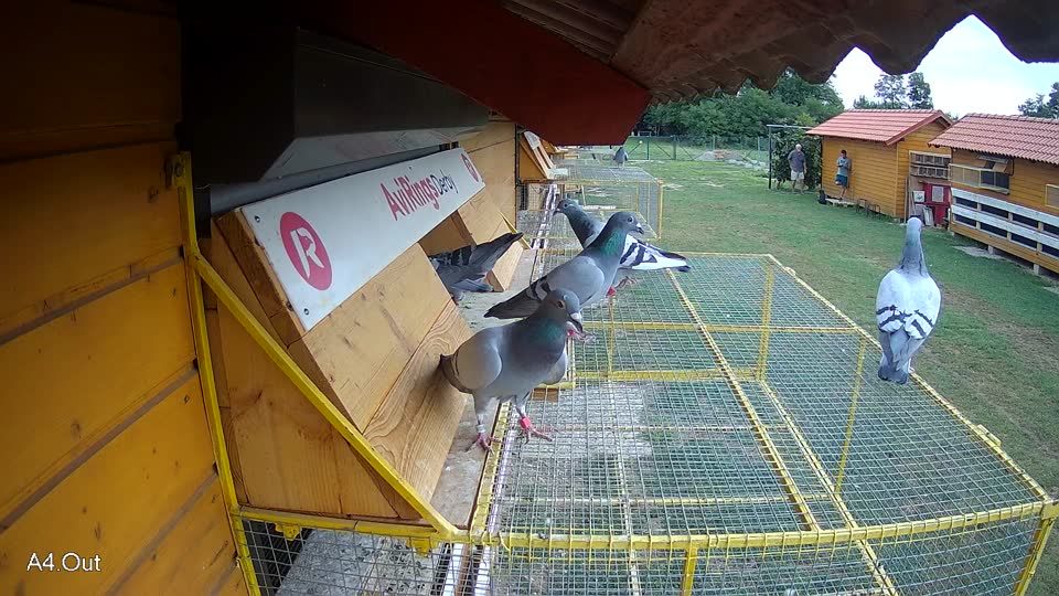 Pigeon Arrival Image For Race Race 3