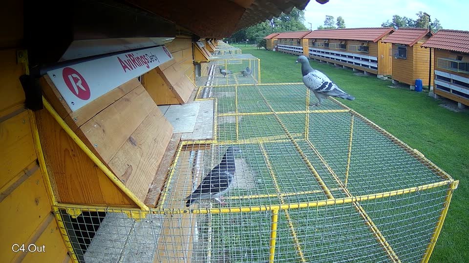 Pigeon Arrival Image For Race Final race 2