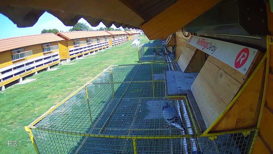 Pigeon Arrival Image For Race Race 5