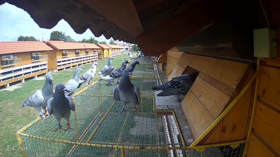 Pigeon Arrival Image For Race Race 4