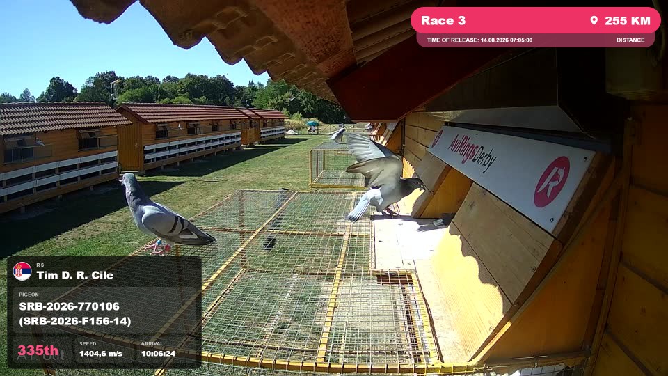 Pigeon Arrival Image For Race Race 3