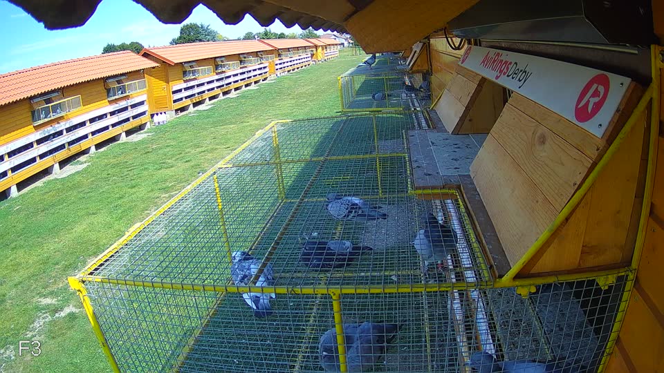 Pigeon Arrival Image For Race Race 5