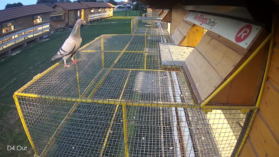 Pigeon Arrival Image For Race Race 6
