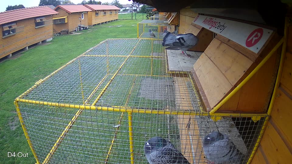 Pigeon Arrival Image For Race Final race 3