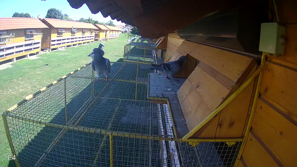Pigeon Arrival Image For Race Race 2
