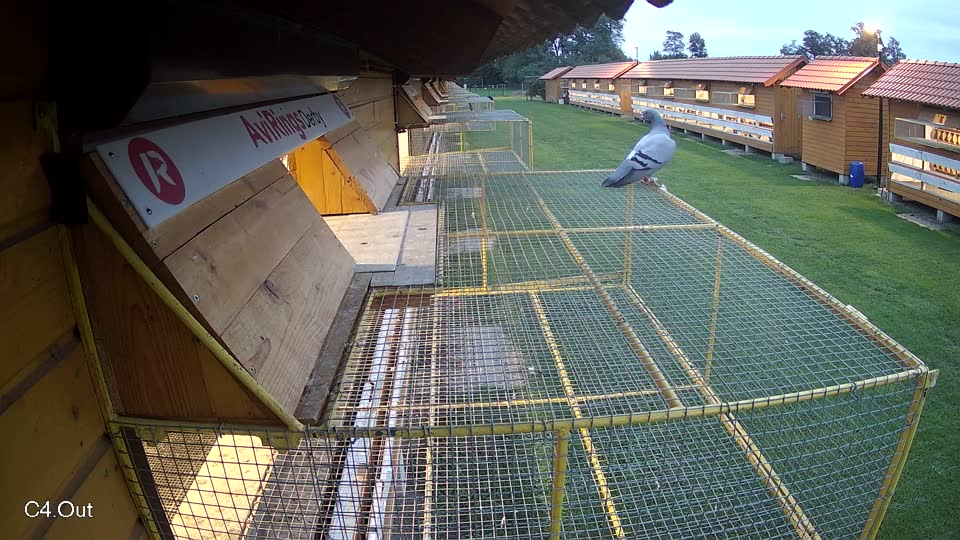 Pigeon Arrival Image For Race Final race 2