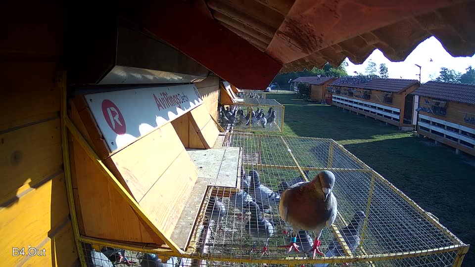 Pigeon Arrival Image For Race Race 1