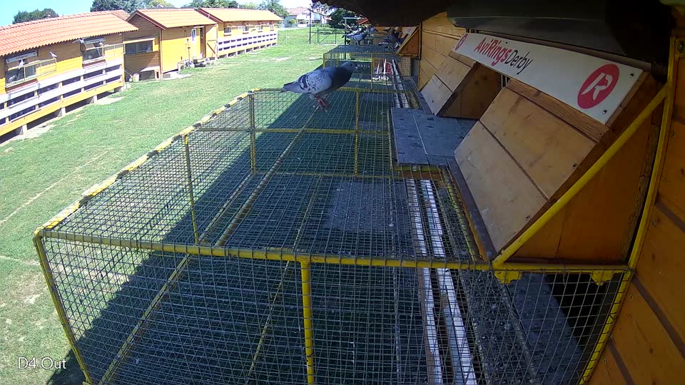 Pigeon Arrival Image For Race Race 2