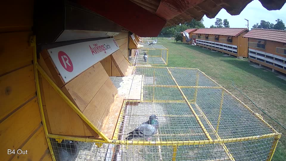 Pigeon Arrival Image For Race Race 3