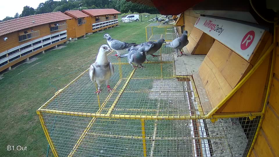Pigeon Arrival Image For Race Race 3