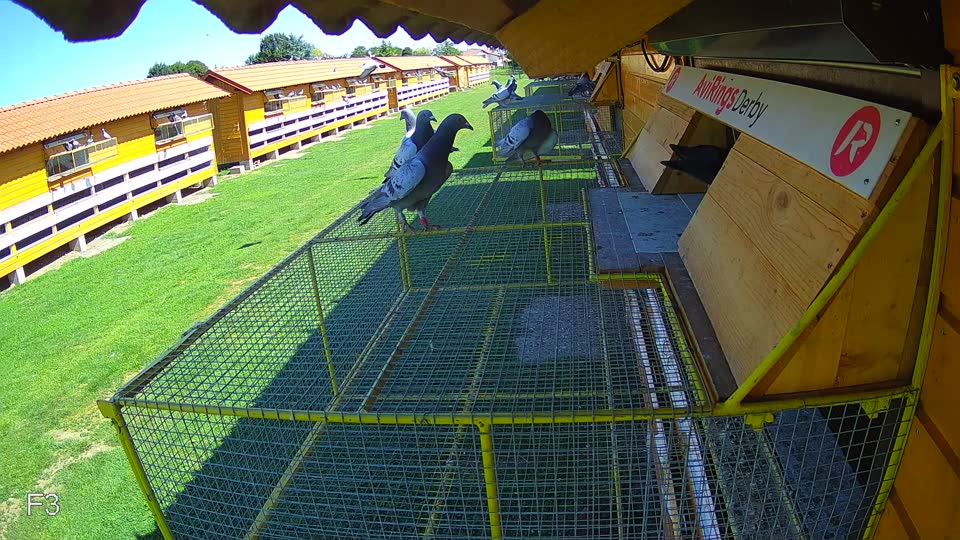 Pigeon Arrival Image For Race Race 2
