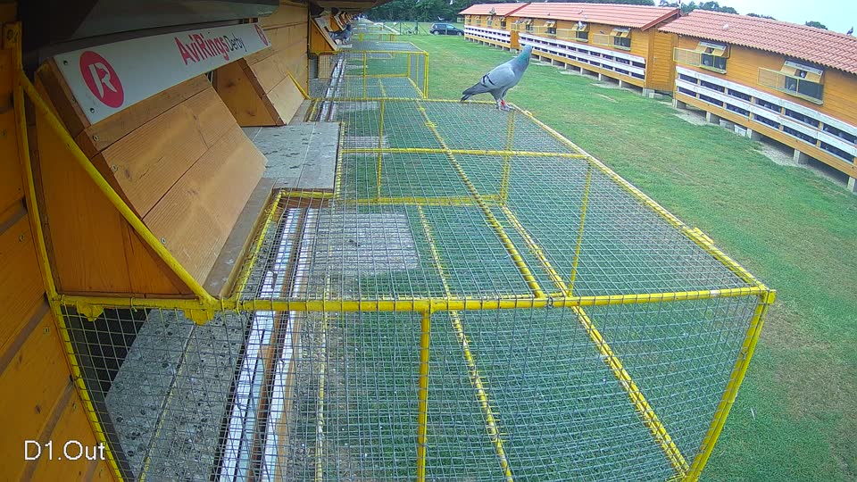 Pigeon Arrival Image For Race Race 3