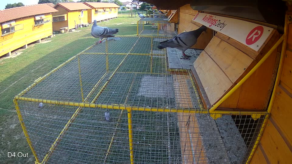 Pigeon Arrival Image For Race Race 4