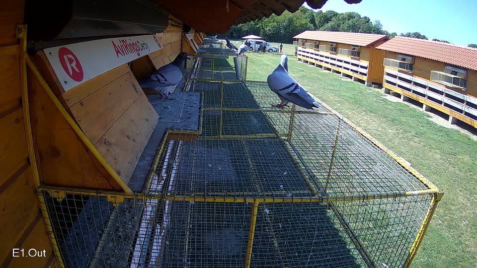 Pigeon Arrival Image For Race Race 5
