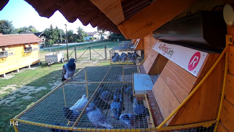 Pigeon Arrival Image For Race Race 1