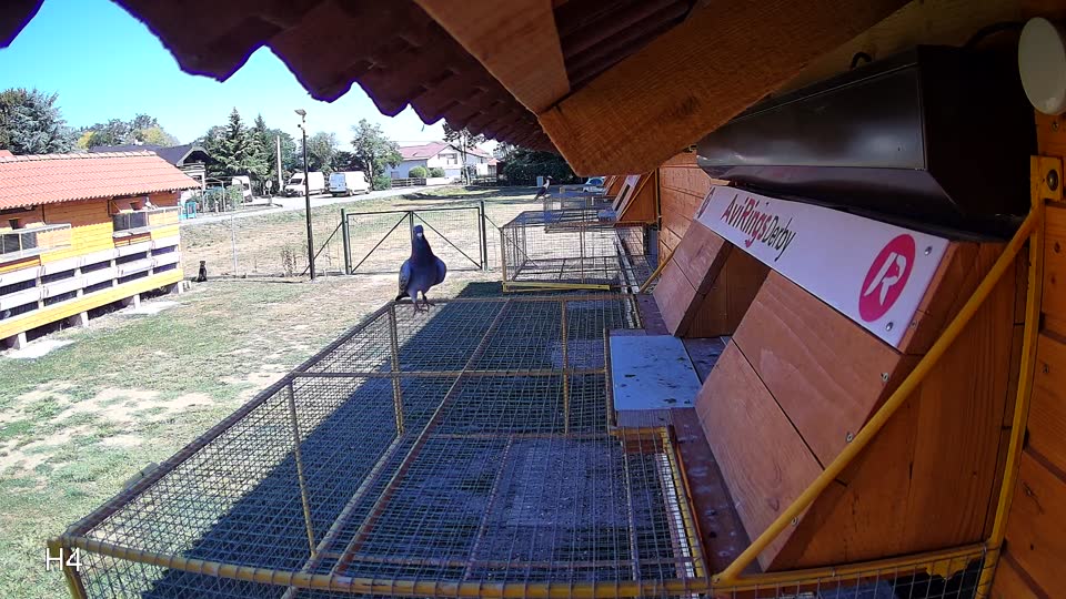 Pigeon Arrival Image For Race Race 3