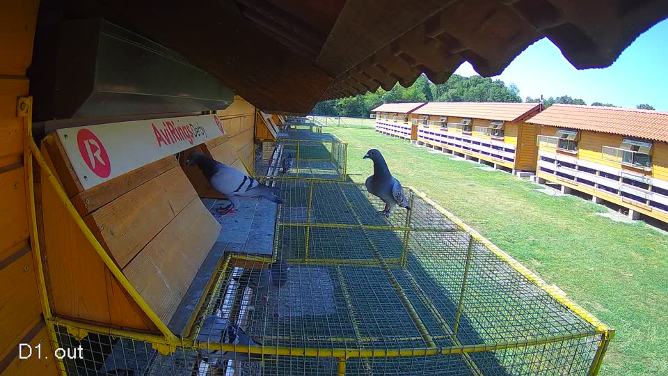 Pigeon Arrival Image For Race Race 2