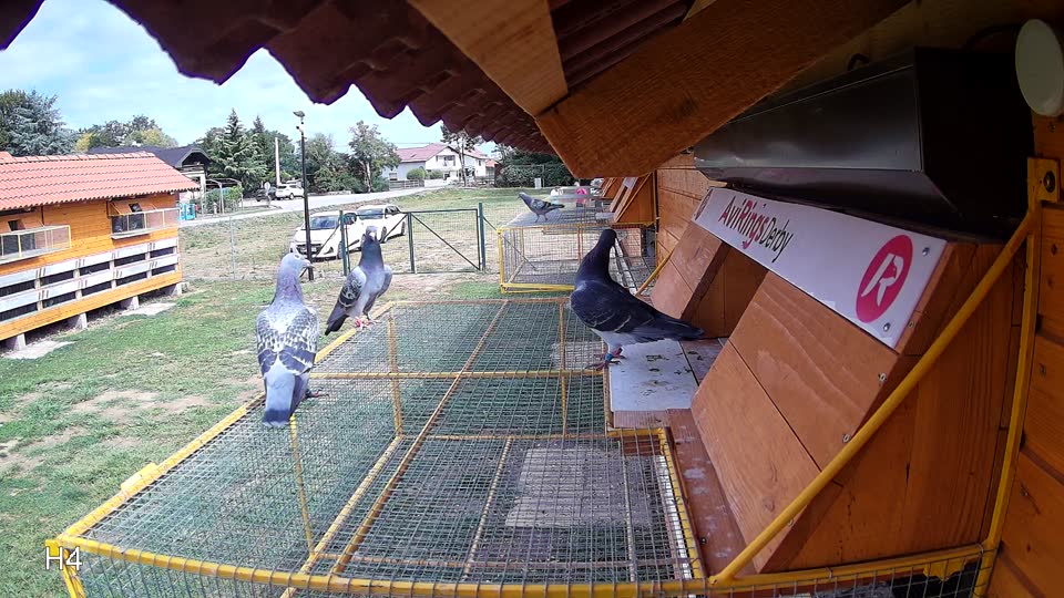 Pigeon Arrival Image For Race Race 4