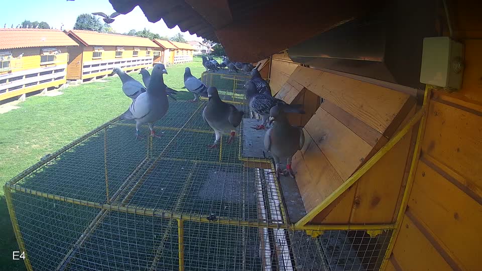 Pigeon Arrival Image For Race Final race 1