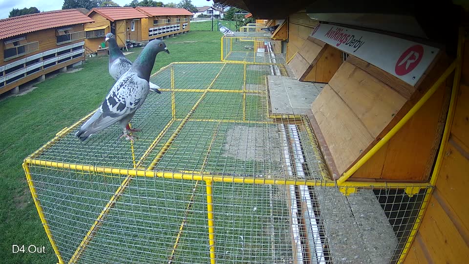 Pigeon Arrival Image For Race Final race 2