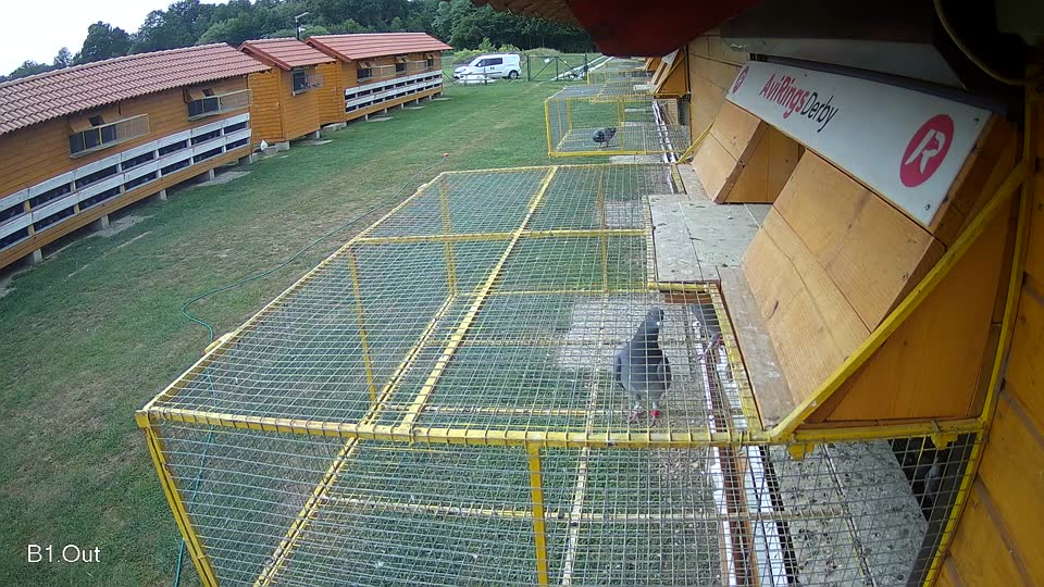 Pigeon Arrival Image For Race Race 3
