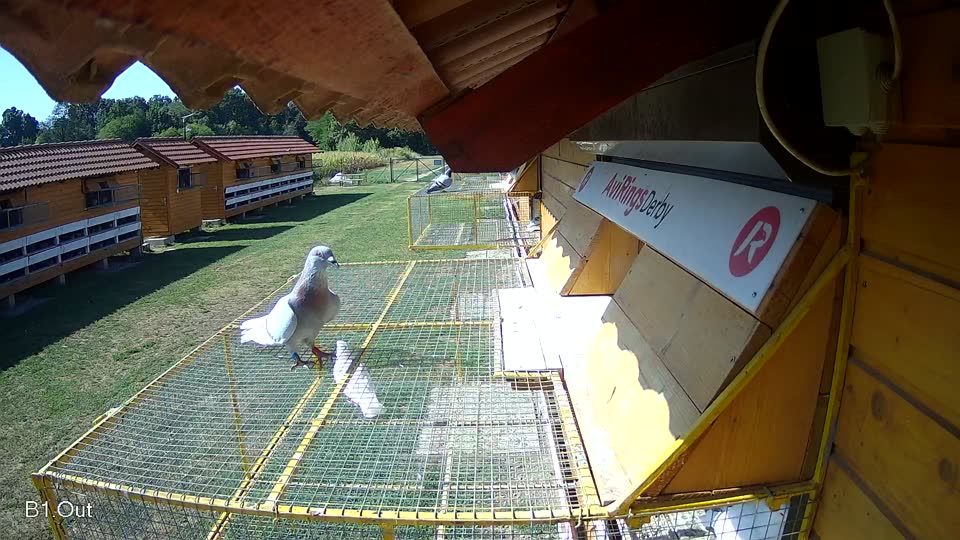 Pigeon Arrival Image For Race Race 2