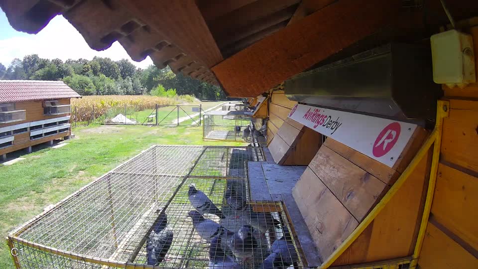 Pigeon Arrival Image For Race Race 4