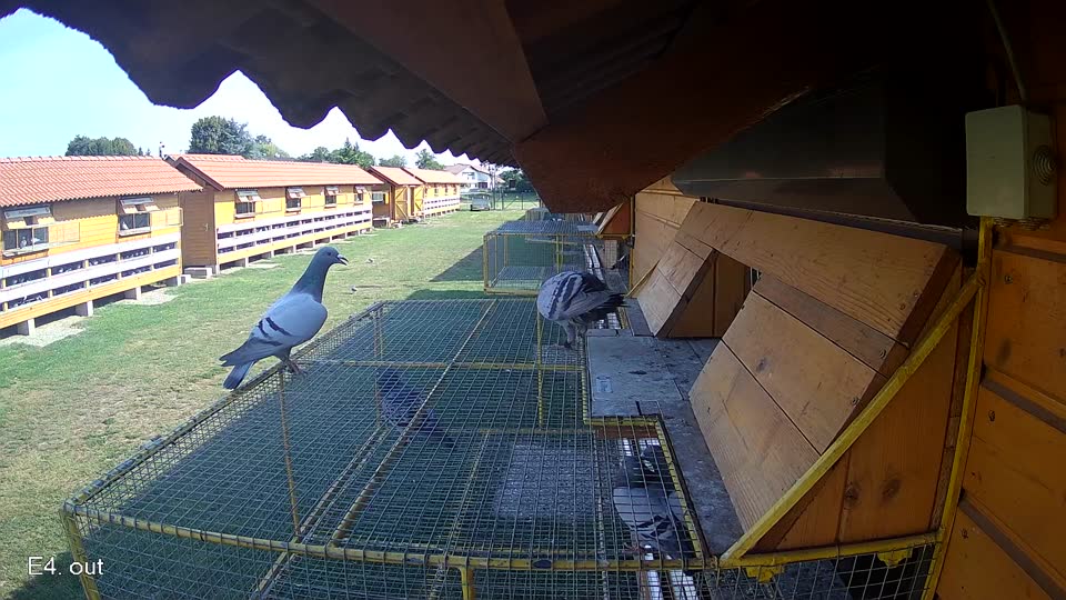 Pigeon Arrival Image For Race Race 1