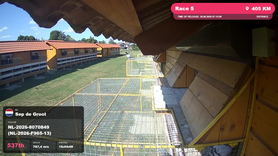 Pigeon Arrival Image For Race Race 5