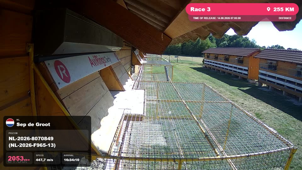 Pigeon Arrival Image For Race Race 3