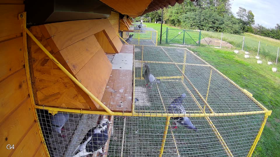 Pigeon Arrival Image For Race Final race 2