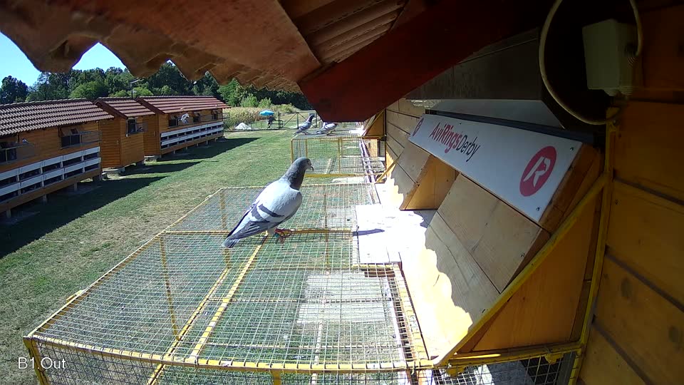 Pigeon Arrival Image For Race Race 3