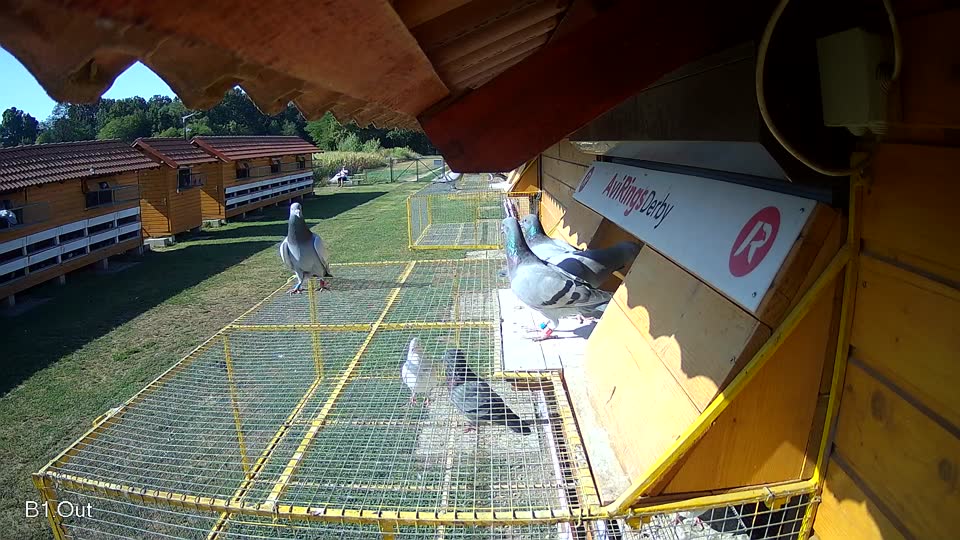 Pigeon Arrival Image For Race Race 2