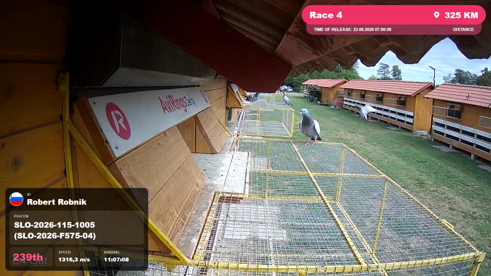 Pigeon Arrival Image For Race Race 4