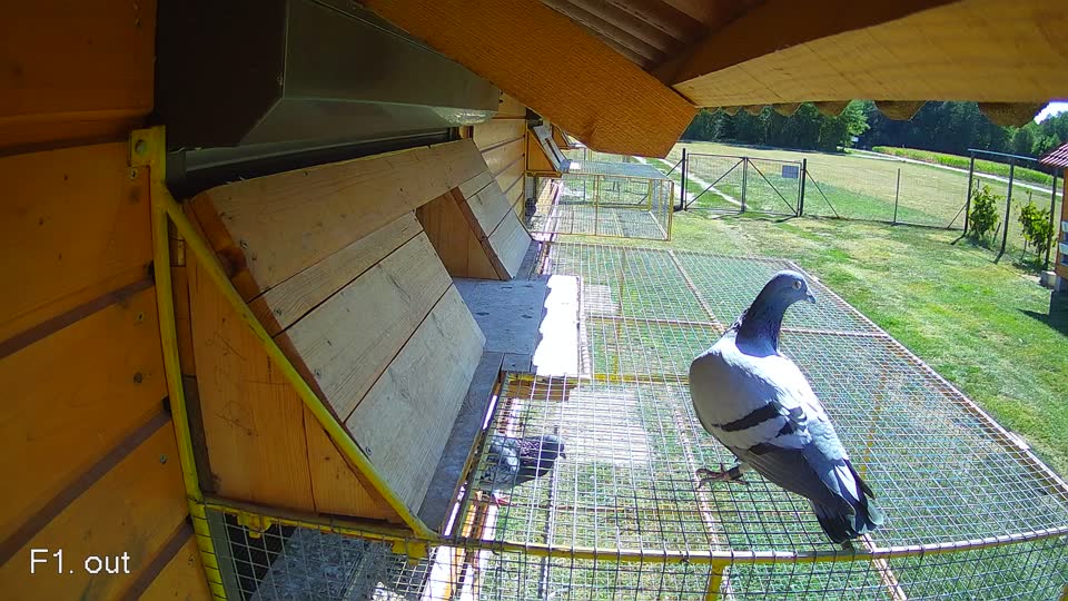 Pigeon Arrival Image For Race Race 3