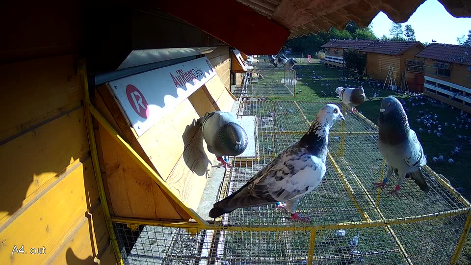 Pigeon Arrival Image For Race Race 2