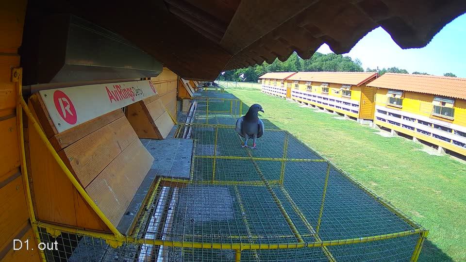Pigeon Arrival Image For Race Race 1