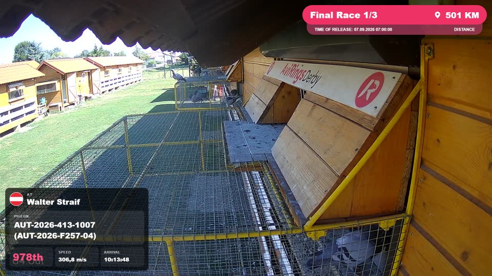 Pigeon Arrival Image For Race Final Race 1/3