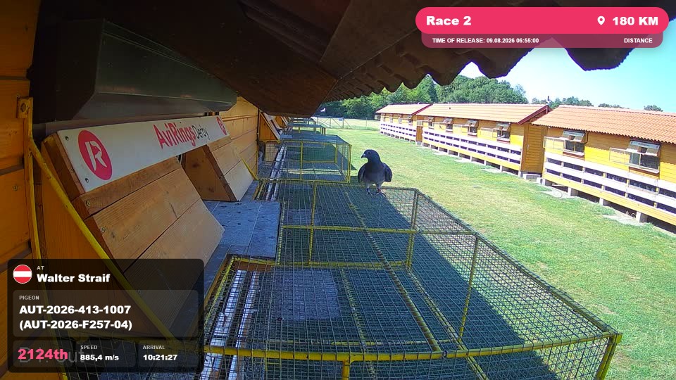Pigeon Arrival Image For Race Race 2