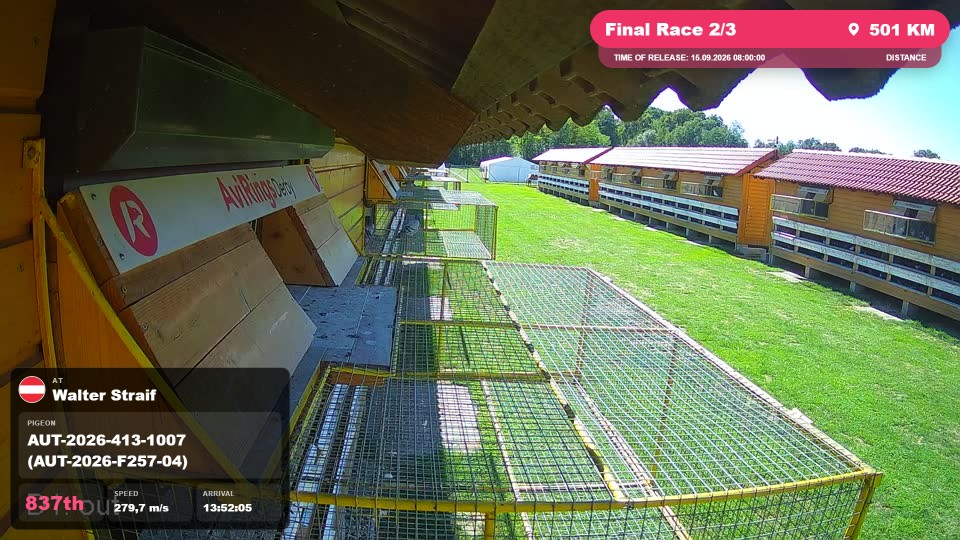 Pigeon Arrival Image For Race Final Race 2/3
