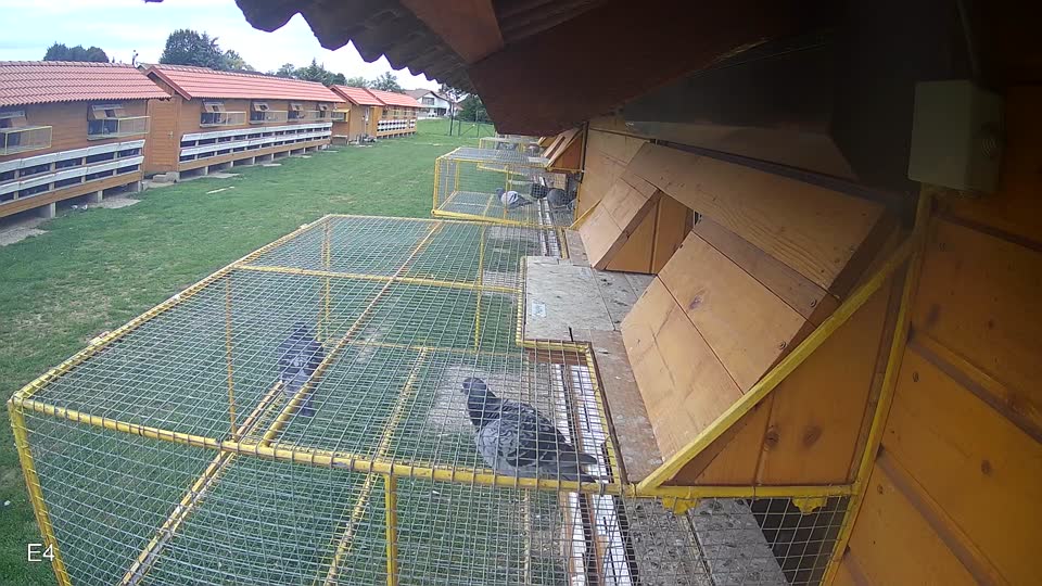 Pigeon Arrival Image For Race Race 6