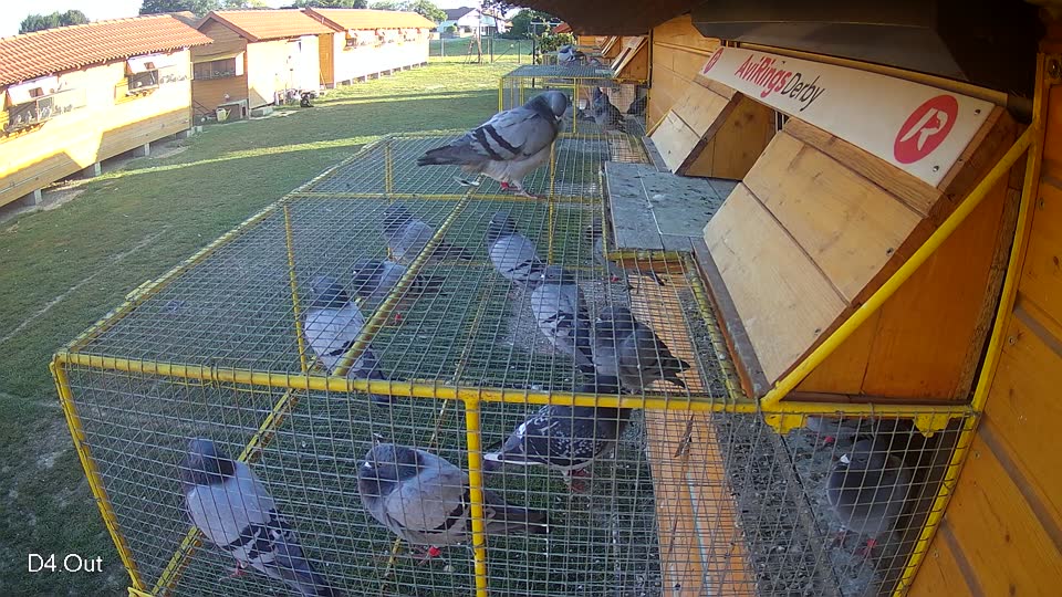 Pigeon Arrival Image For Race Race 5