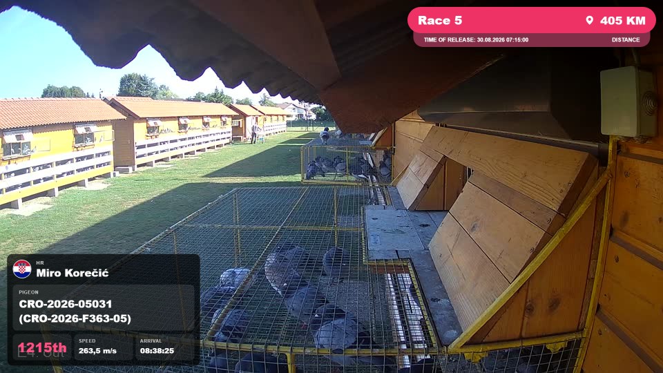 Pigeon Arrival Image For Race Race 5