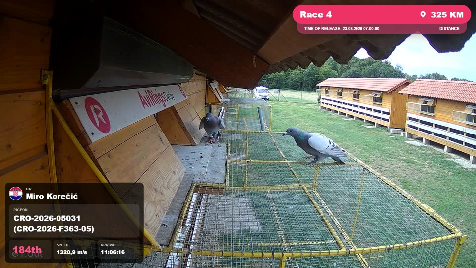 Pigeon Arrival Image For Race Race 4