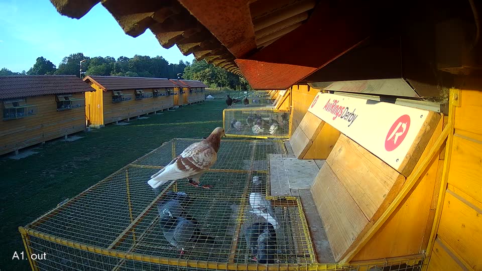 Pigeon Arrival Image For Race Race 5