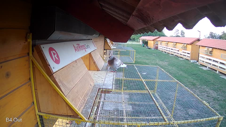 Pigeon Arrival Image For Race Race 4