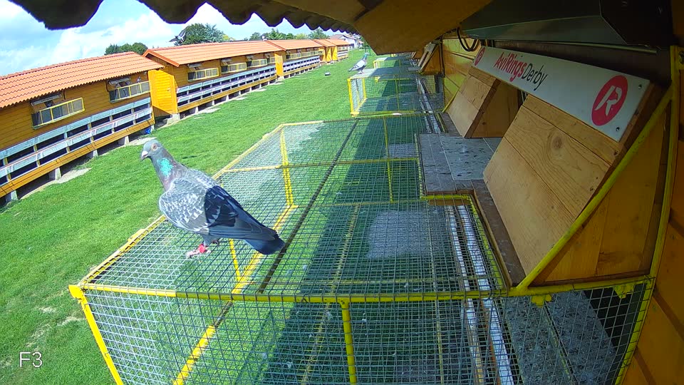 Pigeon Arrival Image For Race Race 6