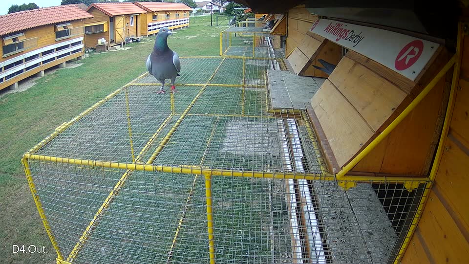 Pigeon Arrival Image For Race Race 3