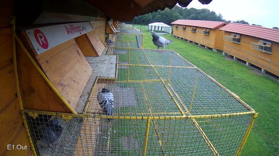 Pigeon Arrival Image For Race Final race 3